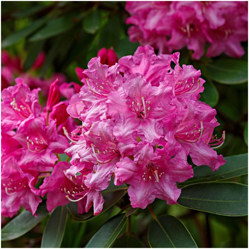 Rhododendron roseum elegans - rhododendron,