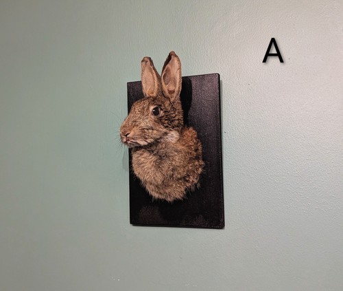 Rabbit taxidermy skulls - rabbit,