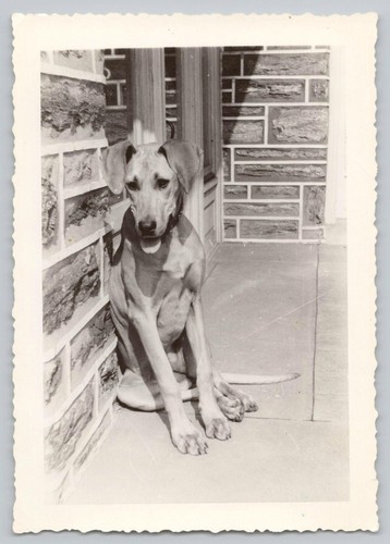 1950s snapshot cute rhodesian - cute,