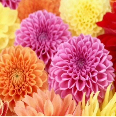 Dahlia pom mix - dahlia,