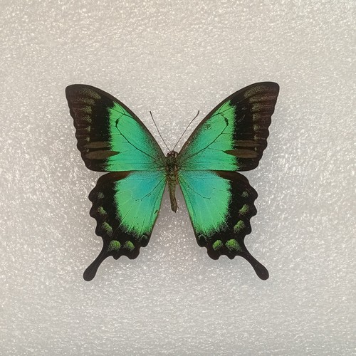 Sea green swallowtail - sea,