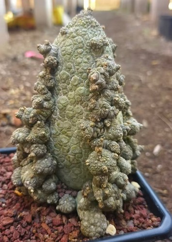 Rare plant succulentliving - plant,