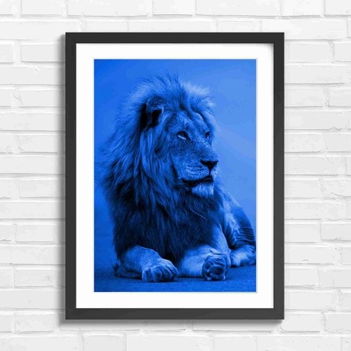 Regal male lion portrait - regal,