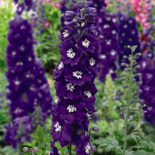 Delphinium dark blue - delphinium, &