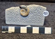 Calcite Jurassic Ammonite