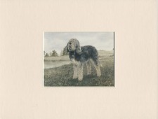 OTTERHOUND LOVELY LITTLE BOOKPLATE DOG PRINT READY MOUNTED