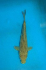 10" Chagoi Koi Carp A* High