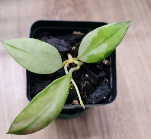 Rare hoya walliniana - rare,