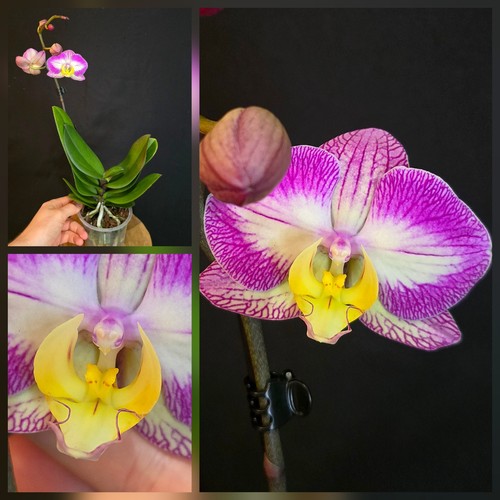 Phalaenopsis sunca split 1 - "sunca, split",