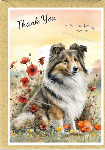 Shetland sheepdog sheltie dog - sheltie,