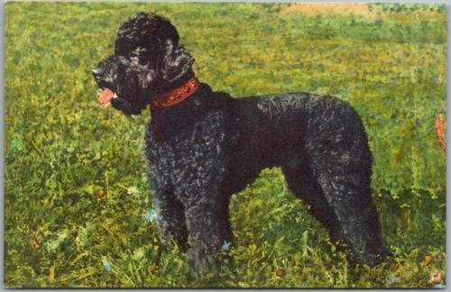 Vintage dog breed - dog,