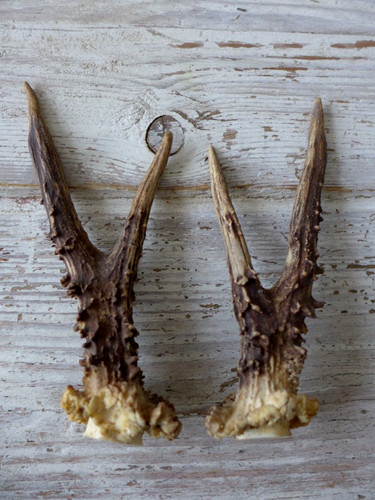 Pair scottish roe deer - scottish,