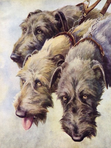 Irish wolfhound vintage - irish,