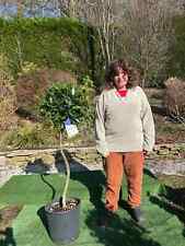 1 x large Kitchen Bay Tree Standard Evergreen ( laurus nobilis)
