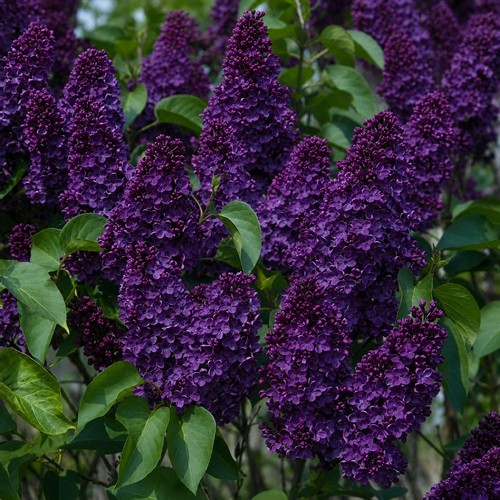 Lilac seeds fragrant - 25,