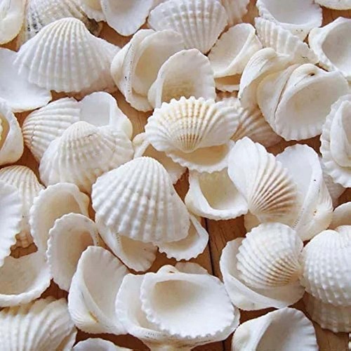 Small tiny sea shells - small,