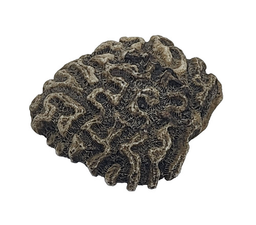 Natural coral 8oz - 8oz, reef