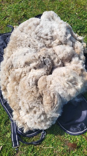 Alpaca fleece kiki - alpaca, fleece-