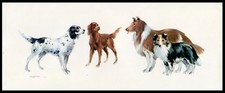English irish setters - english,