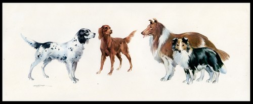 English irish setters - irish,