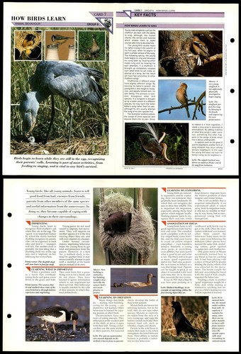 How birds learn behaviour - learn, #7