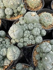 LW Cactus Beautiful Garden