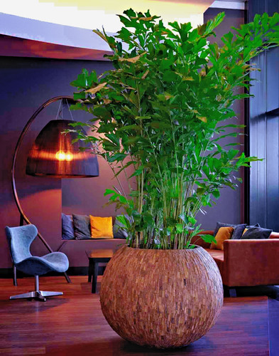 Caryota mitis fishtail palm - mitis, (fishtail