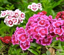 Sweet William Flower Mix -