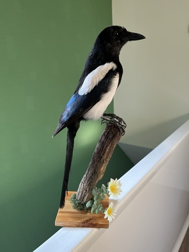 Taxidermy magpie this not - ,this,