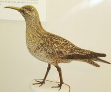 EXTINCT ESKIMO NORTHERN CURLEW