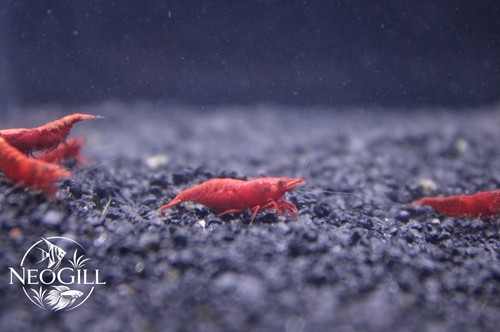 Live fire red cherry - red,