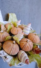 Shabby Chic Flower Basket with Sea Urchin Flowers