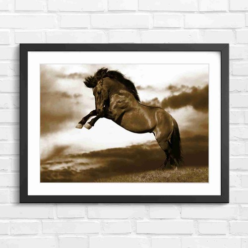 Rearing brown horse sunset - horse,