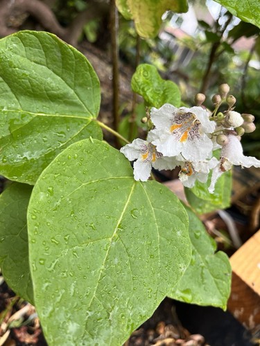 Catalpa bignonioides aurea - catalpa,