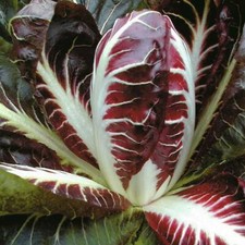 Thompson & Morgan Radicchio