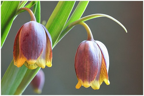 Fritillaria uva vulpis - uva,