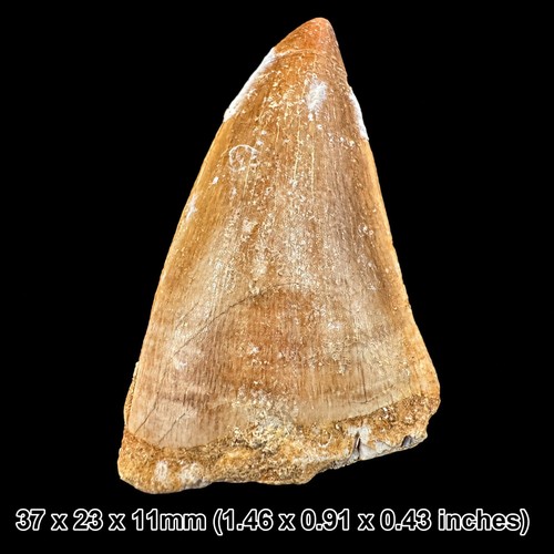 Genuine mosasaur tooth fossil - genuine,
