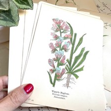  Genuine 1920s Antique Botanical Prints | PACK of 10 SMALL PAGES | Old Drawings