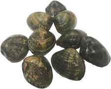 Fresh Palourde Clams 1Kg