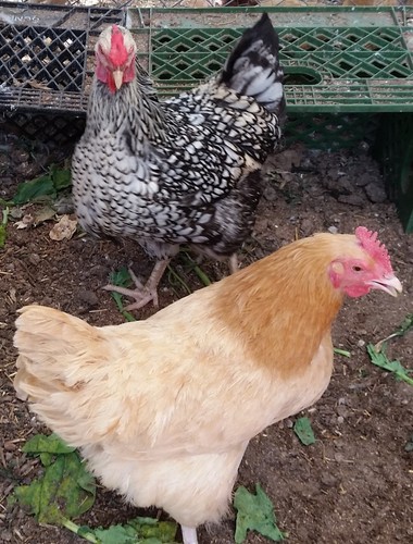 Fertile chicken hatching - chicken,