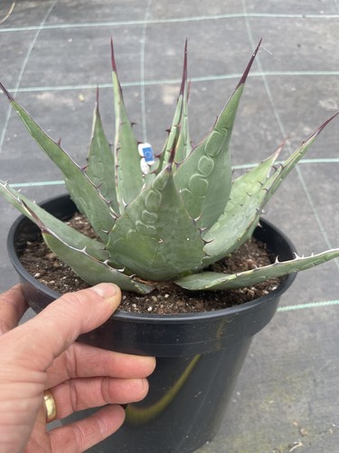 Agave parryi var - ., neomexicana