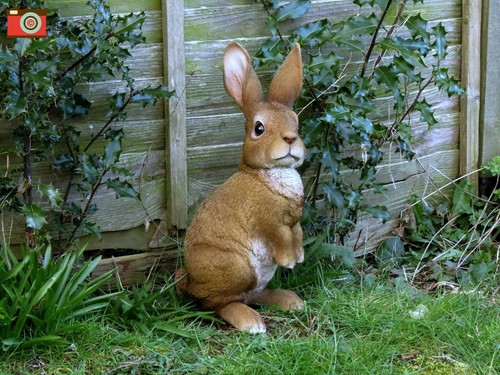 Lookout rabbit garden - lookout, or