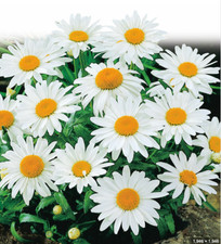 6 x  Shasta Daisy 'Mayfield