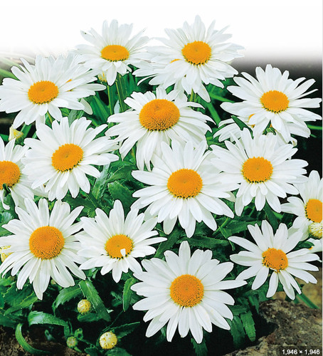 Shasta daisy mayfield - x,