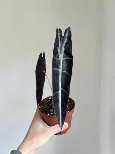 Alocasia longiloba purple - alocasia,
