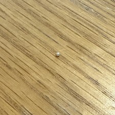 1mm Pearl That I Found In A Mussel Very Rare