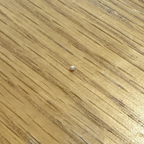 1mm pearl that found - 1mm, a