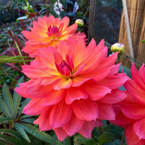 Dahlia firepot pot - dahlia,