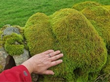 KOMODO NATURAL MOSS MAT