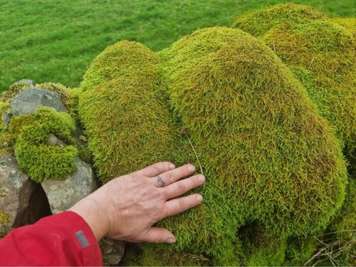Komodo natural moss - komodo,